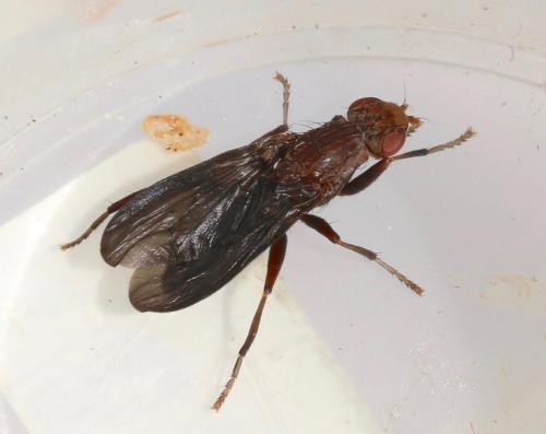 Pelidnoptera nigripennis